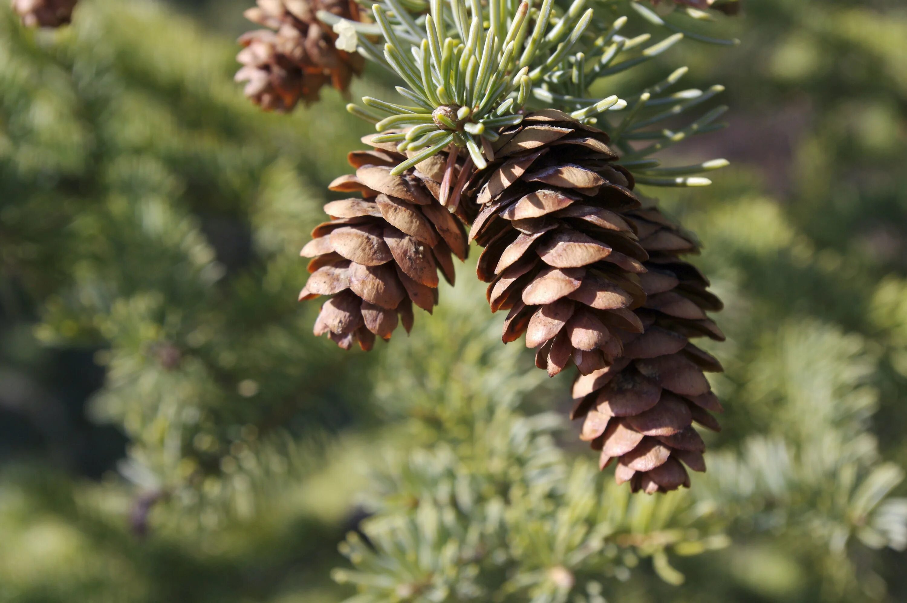 Когда раскрываются шишки хвойных деревьев. Pinus elliottii шишки. сосна культера шишки. сосна коха шишки. сосна ладанная шишки.