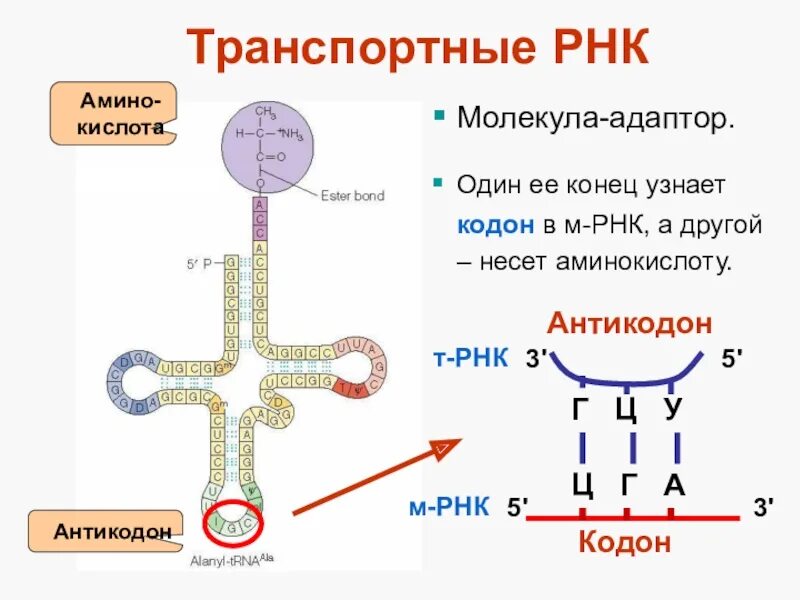 Сколько нуклеотидов содержит м рнк. Строение ТРНК трансляция. Молекула ИРНК функции. Структура МРНК ТРНК рибосом. Функция антикодона ТРНК.