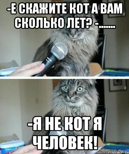 Ни о чем не говорящая. Я не кот Мем. Я кот Мем. Человек кот Мем. Коты не мемы.