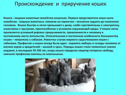Как приручить кошку
