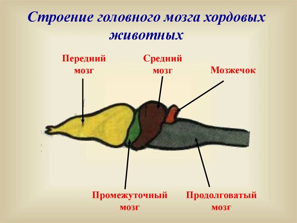 Функция головного мозга животных. Отделы головного мозга хордовых. Строение головного мозга животных. Строение головного мозга хордовых. Строение головного мозга у разных классов хордовых.