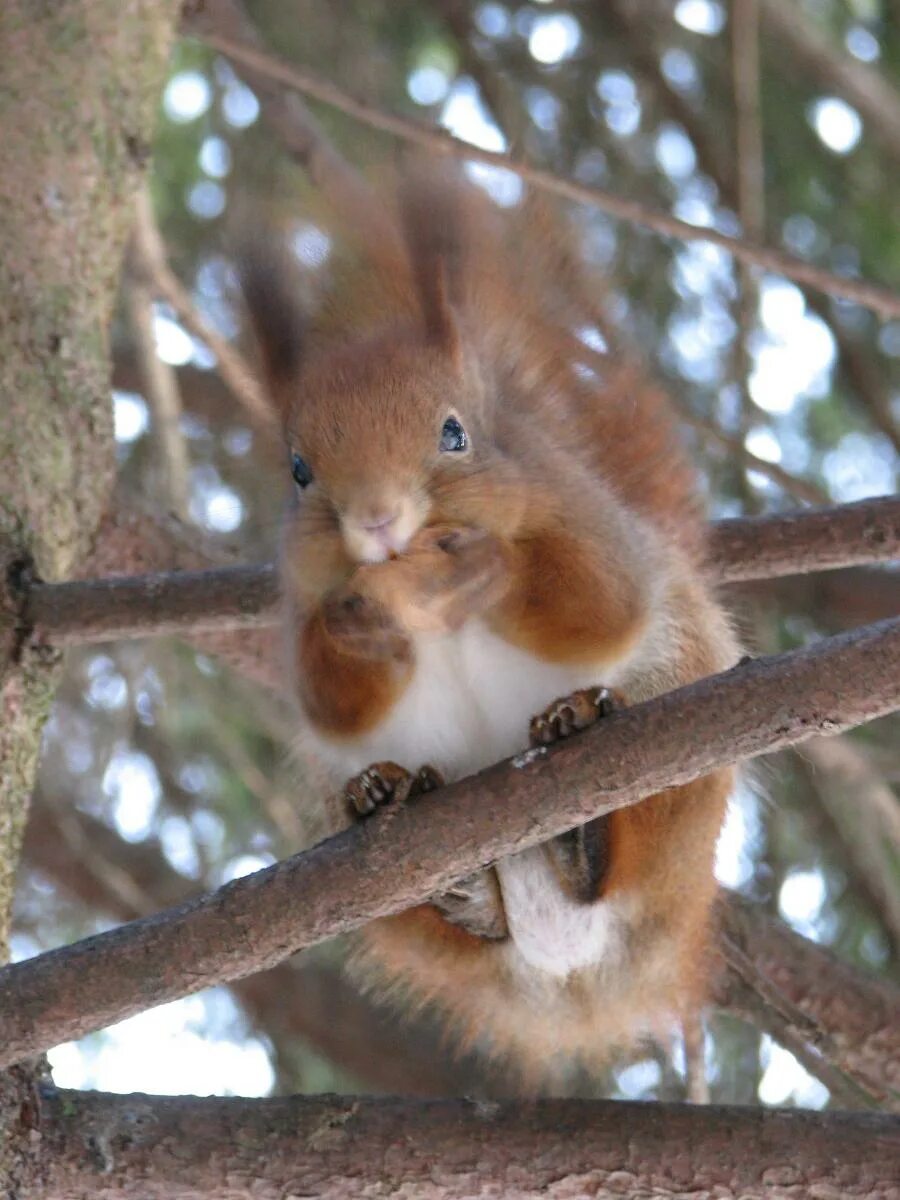 Белка лесная обыкновенная. Сайт бельчонок. Желтогорлая белка. Белка наташа. Рыжая белка.