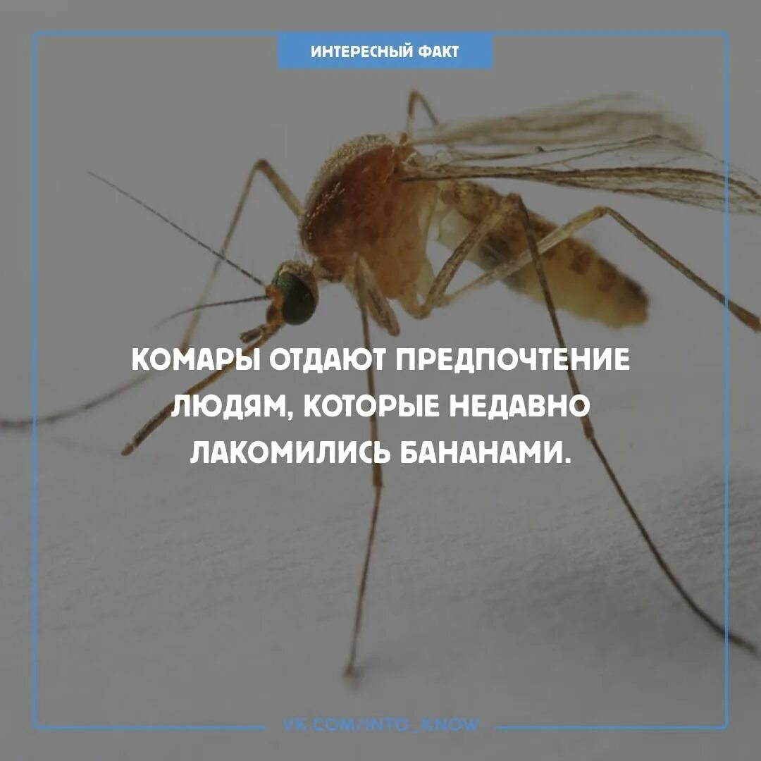 Факты о комарах. Интересные факты о камаре. Факты о комарах. Необычные факты о комарах. Интересные факты о комарах для детей.