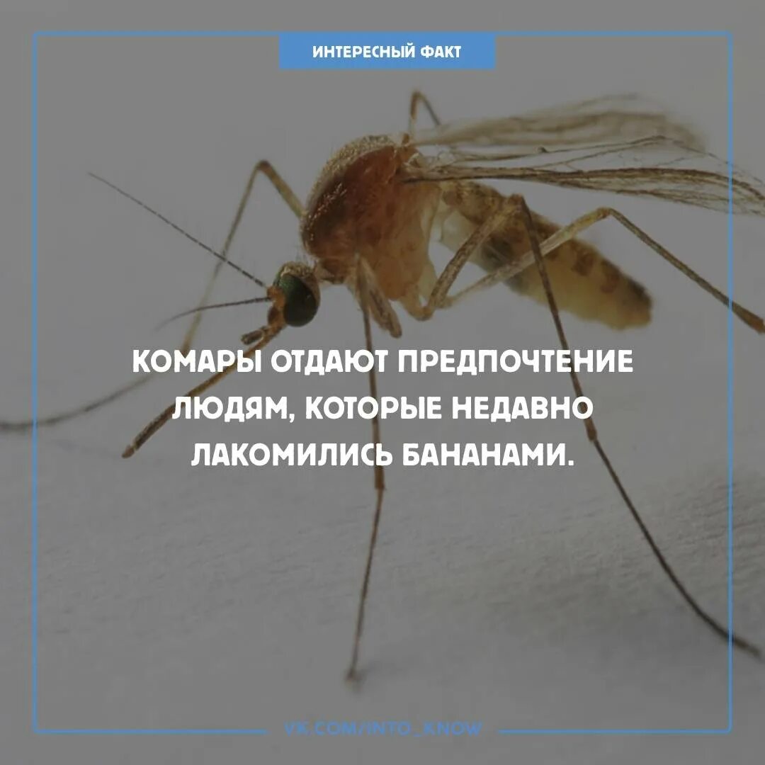 Комар какая среда. Факты о комарах. Факты о комарах для детей. Интересные факты про комаров. Необычные факты о комарах.