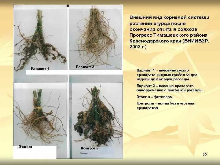 Корневой диаметр. Какого размера корневая система огурцов. Расположение корневой системы у огурца. Корневая система огурца глубина. Типы корневых систем.