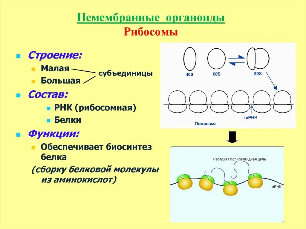 Сборка белка происходит. Строение рибосомы и ее функции. Особенности строения органеллу рибосома. Строение рибосомы 9 класс. Рибосомы строение и функции 10 класс.