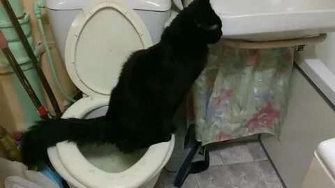 Кот редко ходит по большому