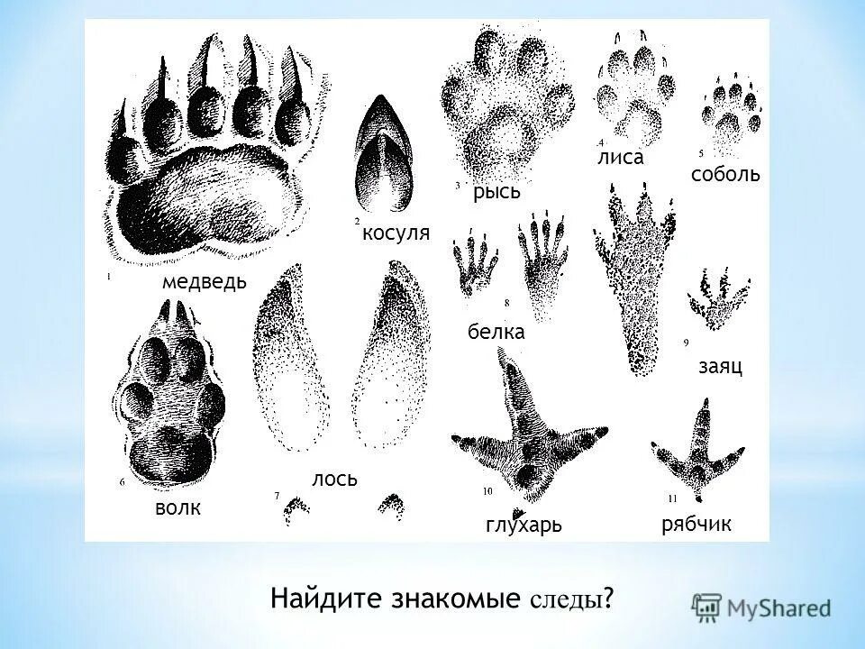 Следы зайца главное слово в словосочетании. Оленьи следы словосочетание главное слово. Заячьи следы на снегу. Следы зайца главное слово в словосочетании. Следы зайца русака.