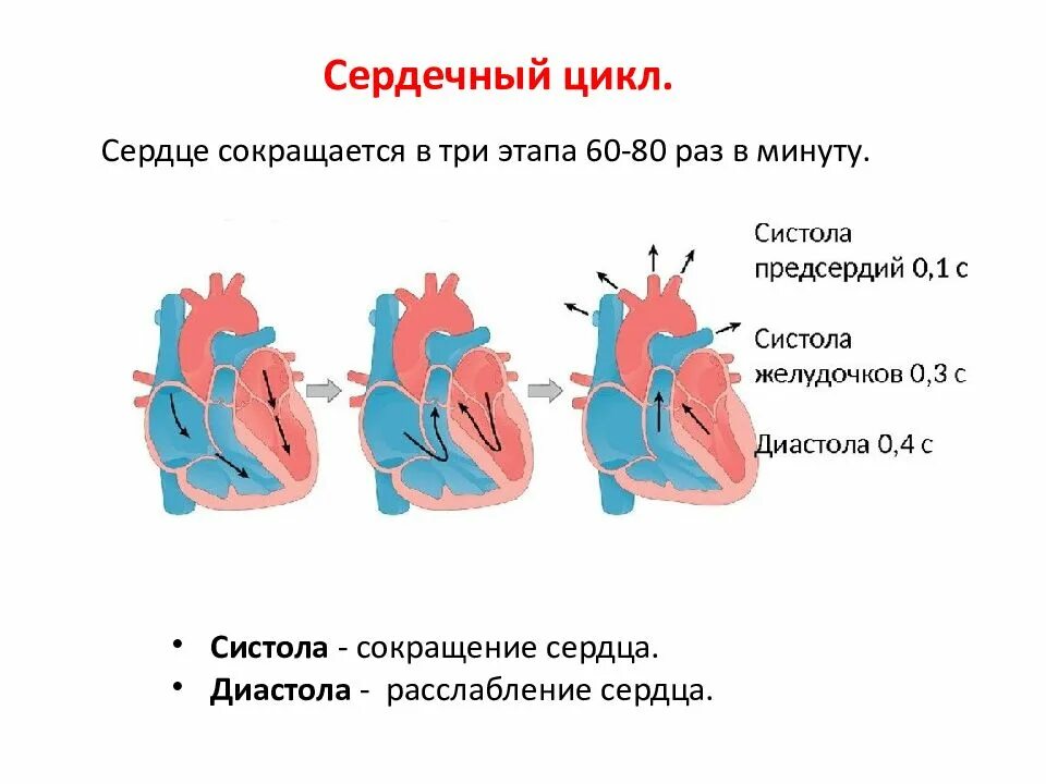 Сокращение стенок предсердий. Систола предсердий систола желудочков и диастола. систола желудочков схема. систола и диастола предсердий на экг. сердечный цикл систола и диастола.