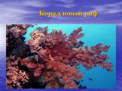 Коралловый значение
