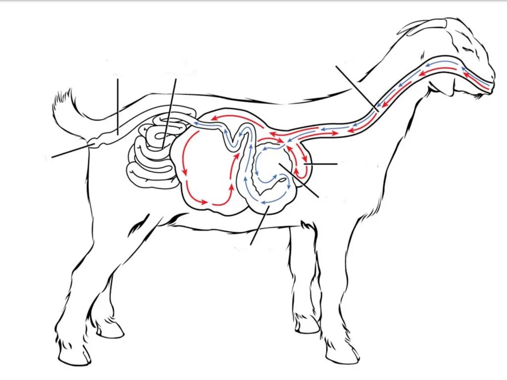 Advanced Animal Science - ppt download