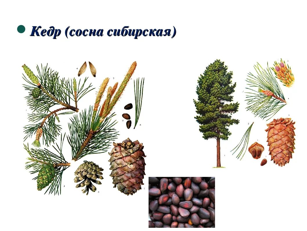 Кедр 7 класс. Сосна кедровая голосемянная. сосна́ сиби́рская кедро́вая (pínus sibírica). сибирский кедр плоды. сосна кедровая сибирская сибирский кедр.