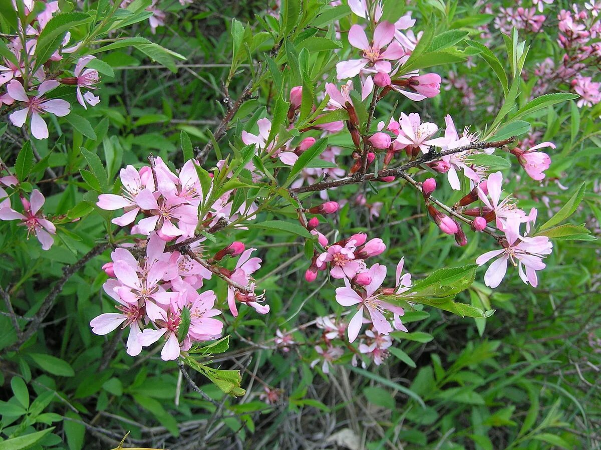 Миндаль степной фото. Миндаль Степной (Prunus tenella). Миндаль Степной бобовник. Сакура-бобовник. Миндаль низкий Prunus tenella.