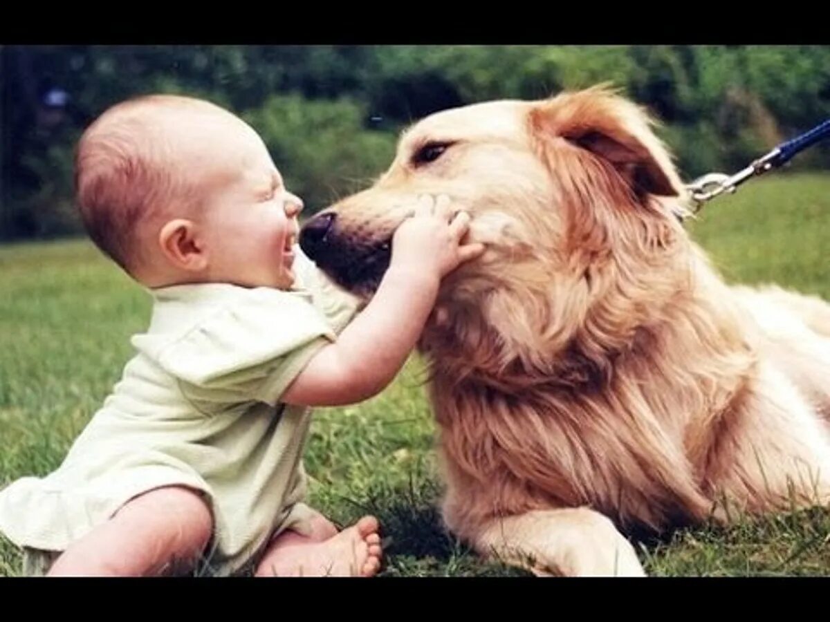 Ребенок целует собаку. Собака которая дружит с детьми. Умные собаки которые любят детей. Животные которые хорошо дружат с детьми. Сколько на свете хороших друзей