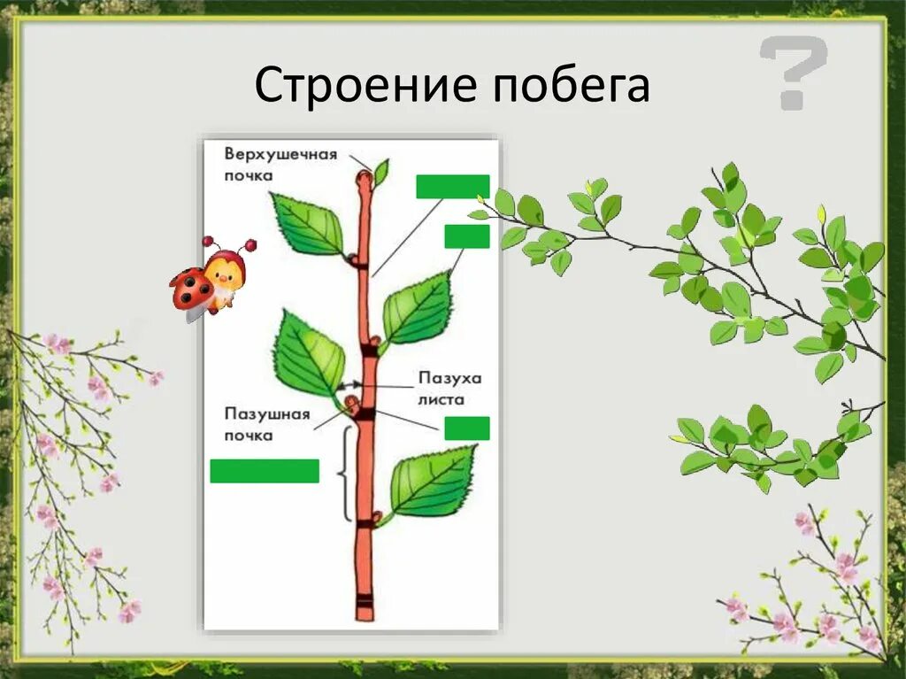 Побег рисунок. Строение побега Пономарева. Строение побега цветкового растения. Строение побега клена. Строение побега цветкового растения схема.