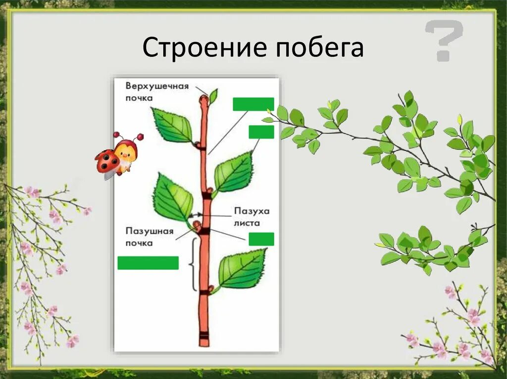 Строение побега цветкового растения рисунок. Строение побега цветкового растения схема. Побег побег цветкового растения. Строение частей побега.