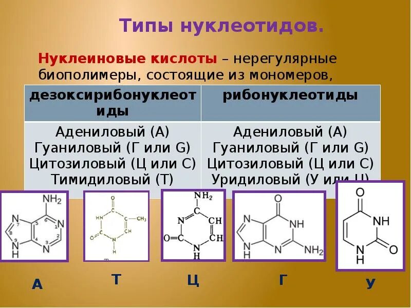 Углевод в составе нуклеиновых кислот. Структура нуклеиновых кислот формула. строение полимера из нуклеотидов. нуклеиновые кислоты органическая химия. строение нуклеотидов биохимия.
