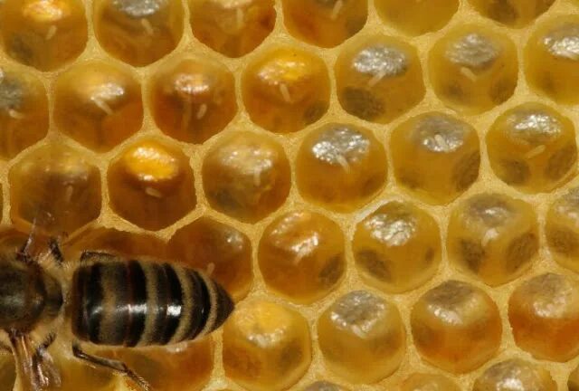 Bee propolis