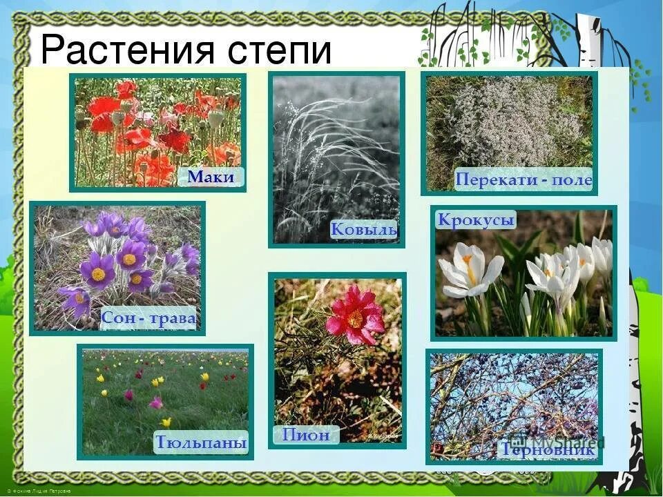 Какие растения часто встречаются. Растения степи. растения зоны степей. растения степи названия. растительность степи в россии.