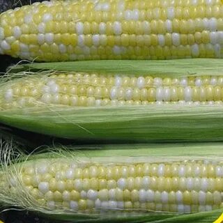 Zea mays