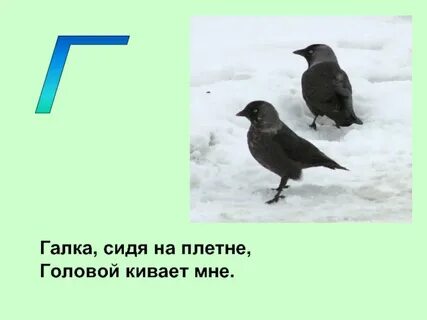 Нечего галка