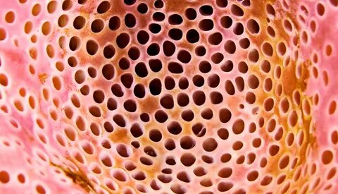 Meat holes