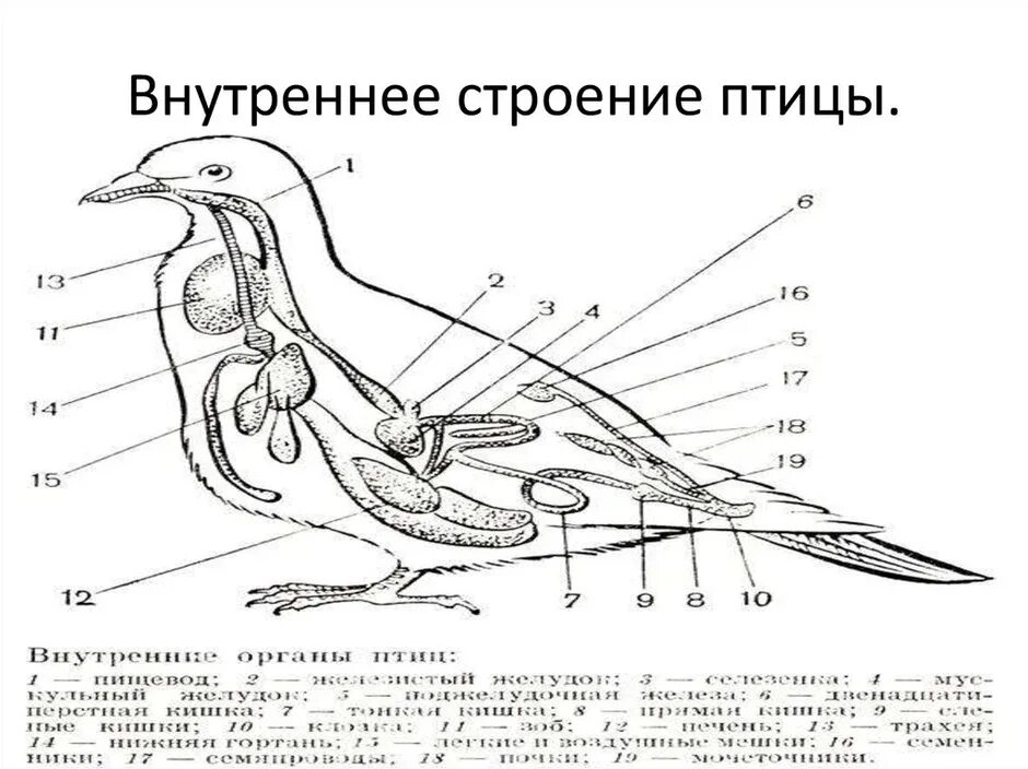 Строение голубя внутреннее строение. Строение птицы 7 класс биология. Класс птицы внутреннее строение голубя. Внутреннее строение птицы голубя.