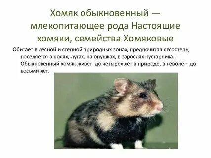 Что такое листинг в хомяке простыми