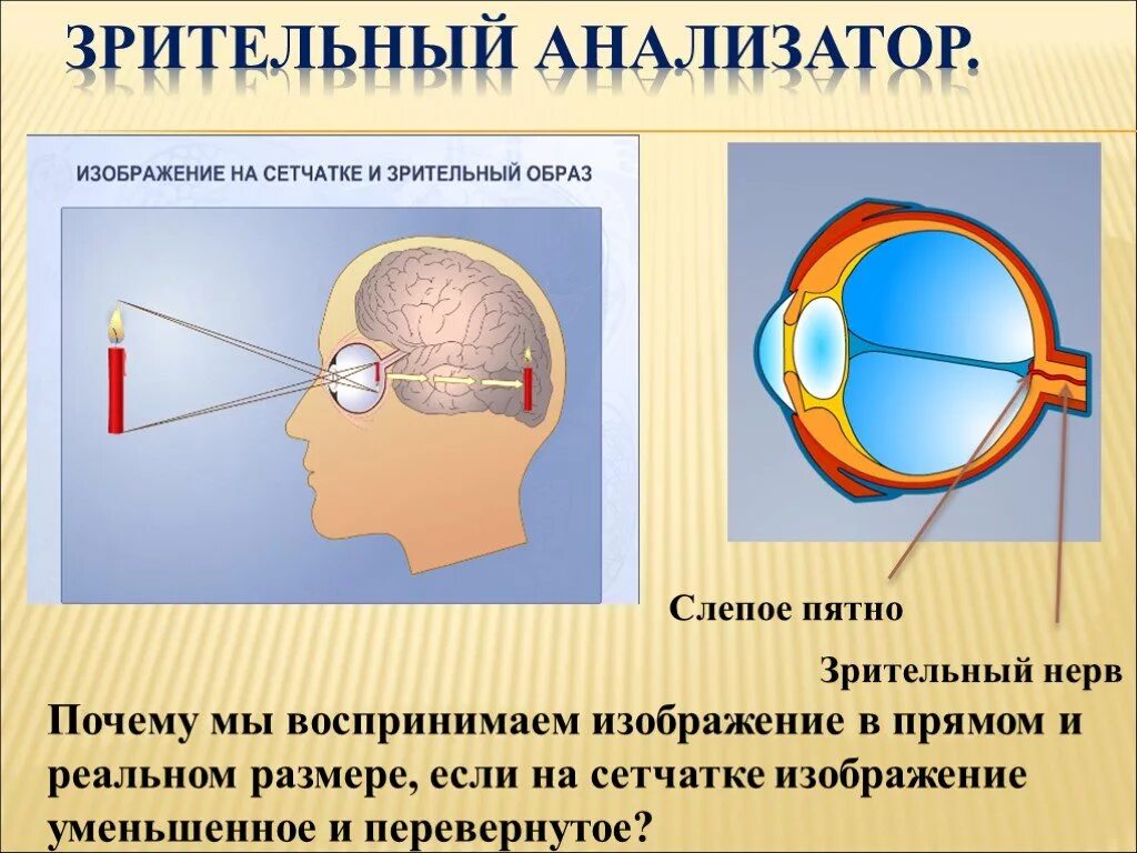 Зрительный анализатор слепое пятно. Изображение предмета на сетчатке. Изображение на сетчатке. Слепое пятно сетчатки.