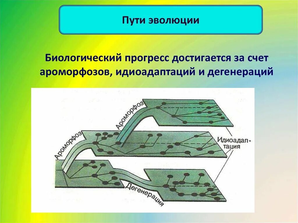 Направления биологического прогресса примеры. Направления эволюции ароморфоз идиоадаптация дегенерация. Направления эволюции биологический Прогресс. Пути развития ароморфоз идиоадаптация. Пути достижения биологического регресса.