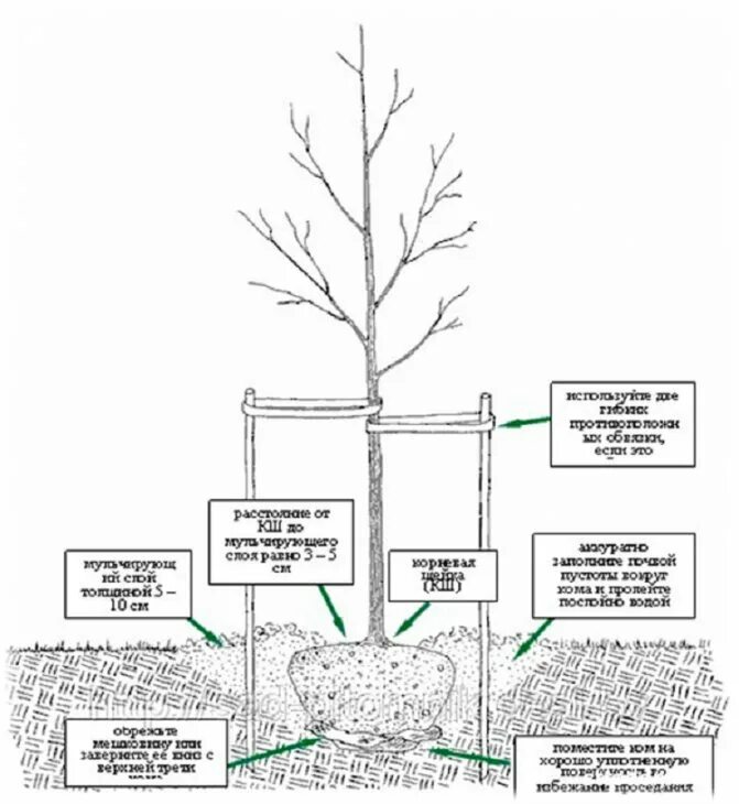 Схема посадки крупномеров. Схема приствольного круга плодовых деревьев. Схема посадка саженца плодовых деревьев. Схема посадки саженца яблони.