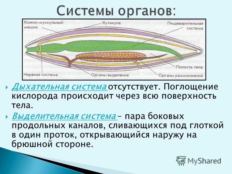 Выделительная система круглых червей. Выделительная система круглых червей рисунок. Выделительная система круглых червей 7. Выделительная система круглых червей 7. Выделительная система круглых червей 7.