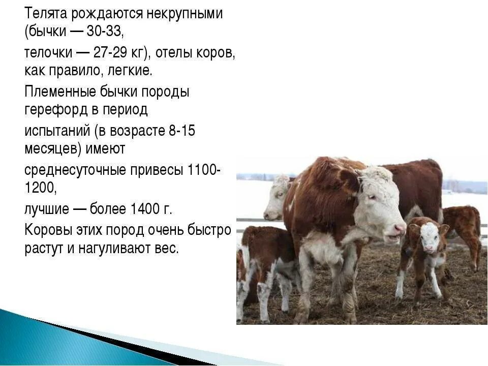 Температура бычка. Возраст коров. Средняя масса КРС. Привесы молочных и мясных пород КРС. Продолжительность жизни молочной коровы.