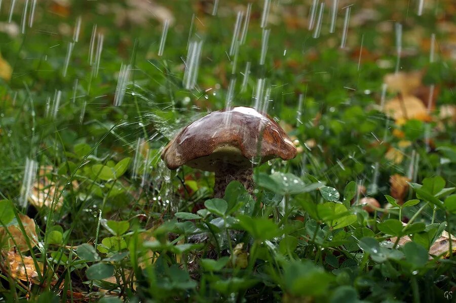 Дождя больше грибов. Грибной дождь. Грибы под дождем. Грибы после дождя. Грибы под дождём в лесу.