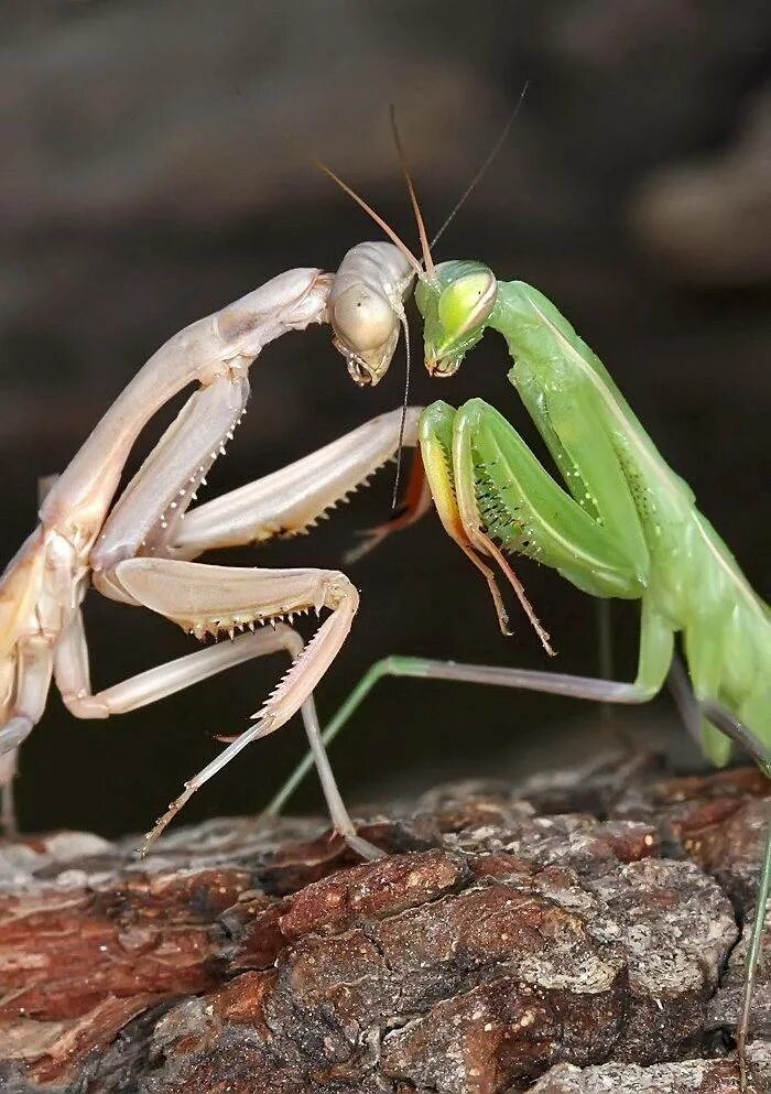 Жук богомол. Малазийский богомол-Щитоносец. Ischnomantis Gigas богомол. Мантис богомол. Какого цвета самка богомолов