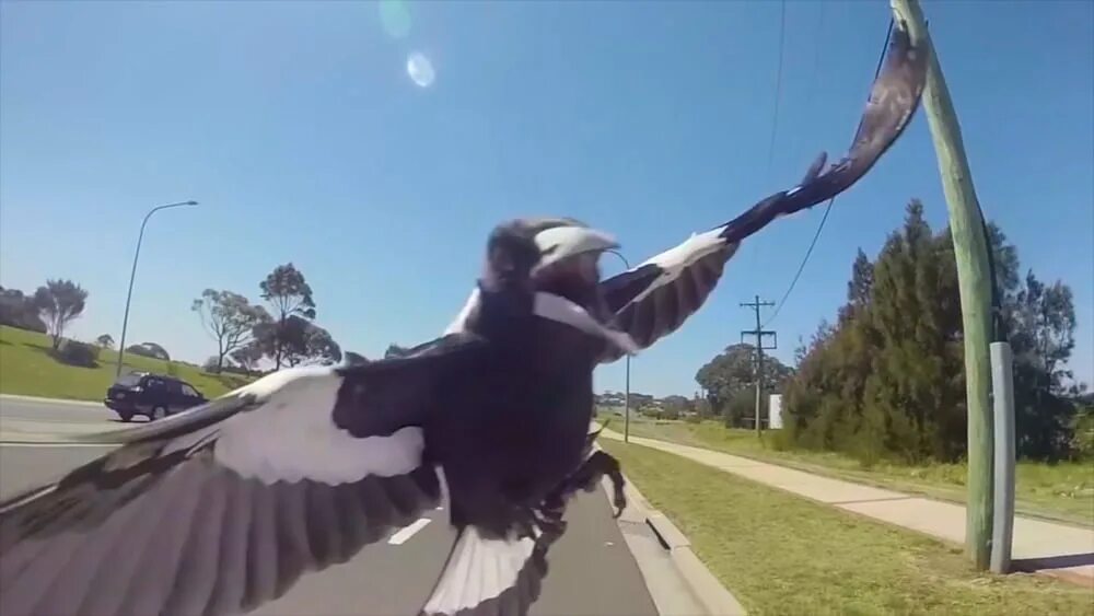 Птица атакует. Сороки в Австралии нападают на людей. Ворона атакует.