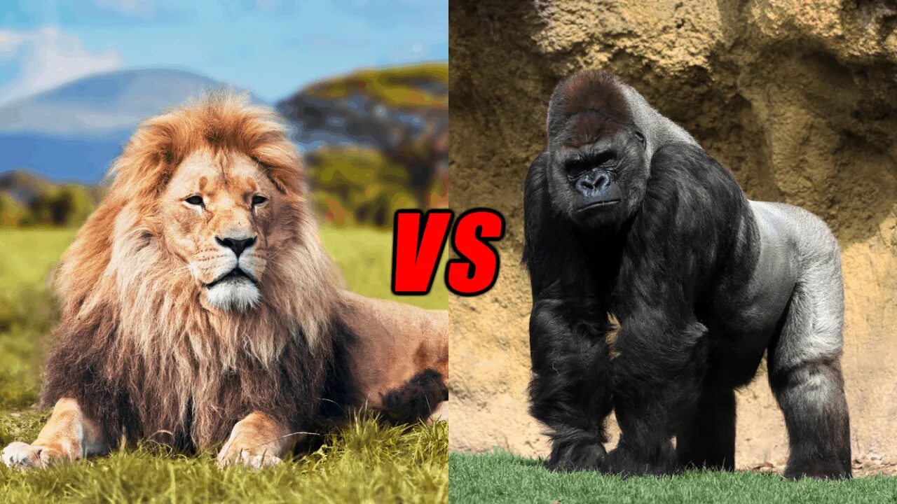 Кто сильнее медведь или горилла. Lion vs Gorilla. Горная горилла против Льва.