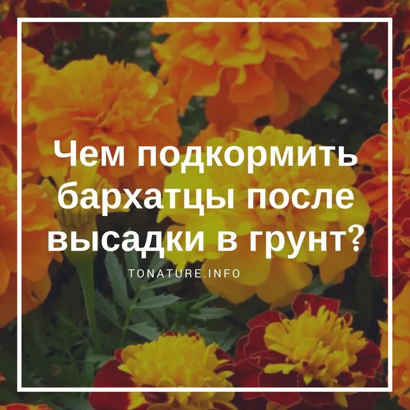 Высадка бархатцев в грунт. Бархатцы многолетние. бархотки однолетние или многолетние. бархатцы однолетние или многолетние. бархатцы в грунт.