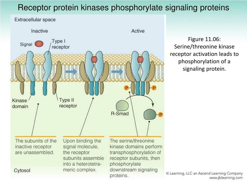 Из чего состоит рецептор. Рецептор ахнх. рецептор это. receptor proteins. как выглядят рецепторы.