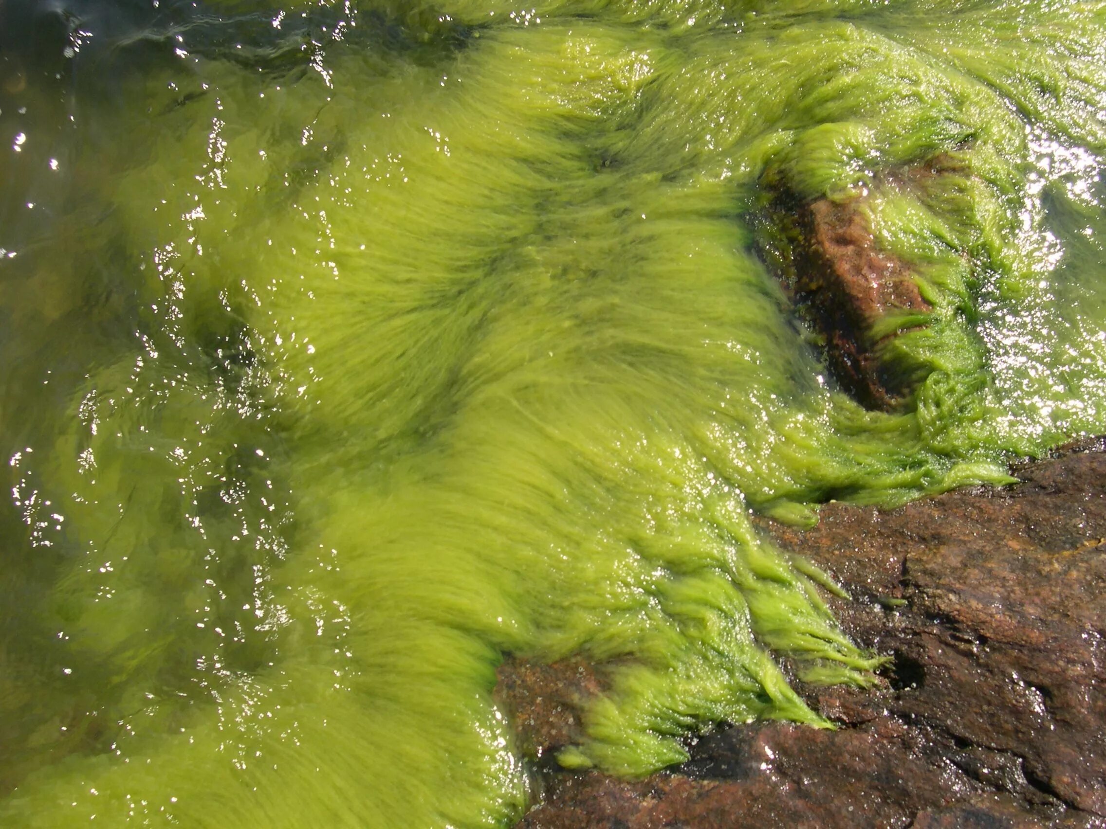 Водоросли цветут. Нейстонные водоросли. Водоросли нитчатка.