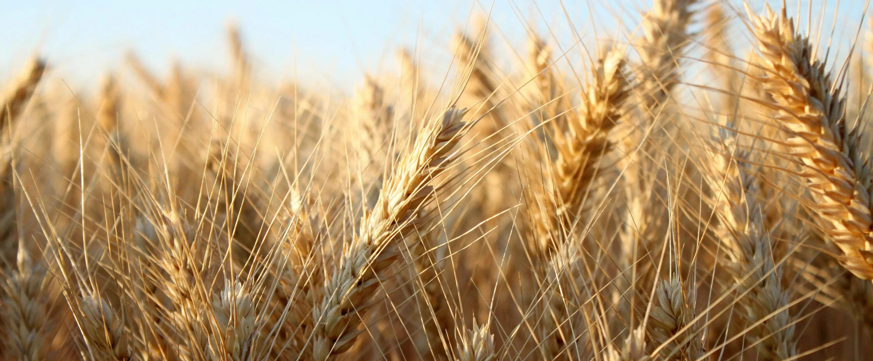Пшеница растет. Злаковые масличные культуры. Посевы пшеницы в Австралии. Перловка Колос.
