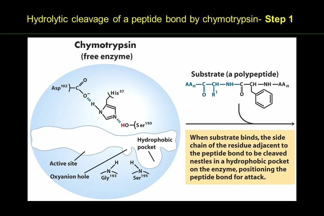 Action site. Trypsin mechanism of Action. Hydrolytic Enzymes. His пептид. Mechanism of Action of Enzymes.