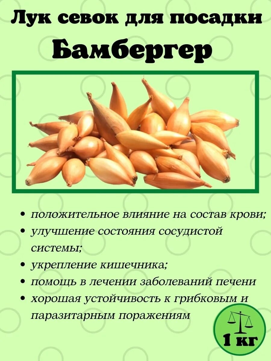 Лук сорт бамбергер отзывы. Лук шалот бамбергер. лук-севок гелиос бамбергер. сорт севка бамбергер. лук олина бамбергер.