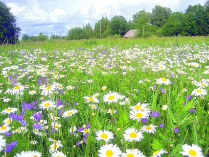 Ромашки на поляне песня