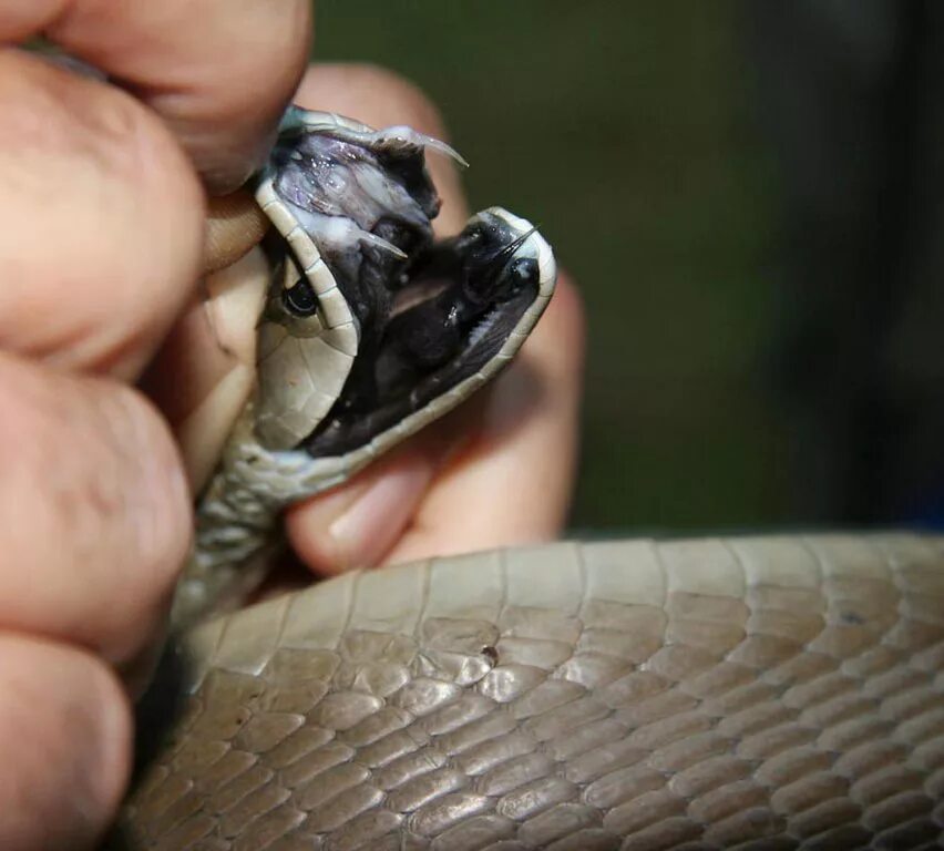 Укус мамбы. Чёрная мамба змея зубы. Чёрная мамба Dendroaspis polylepis. Ядовитая змея черная мамба. Чёрная мамба змея укусы.