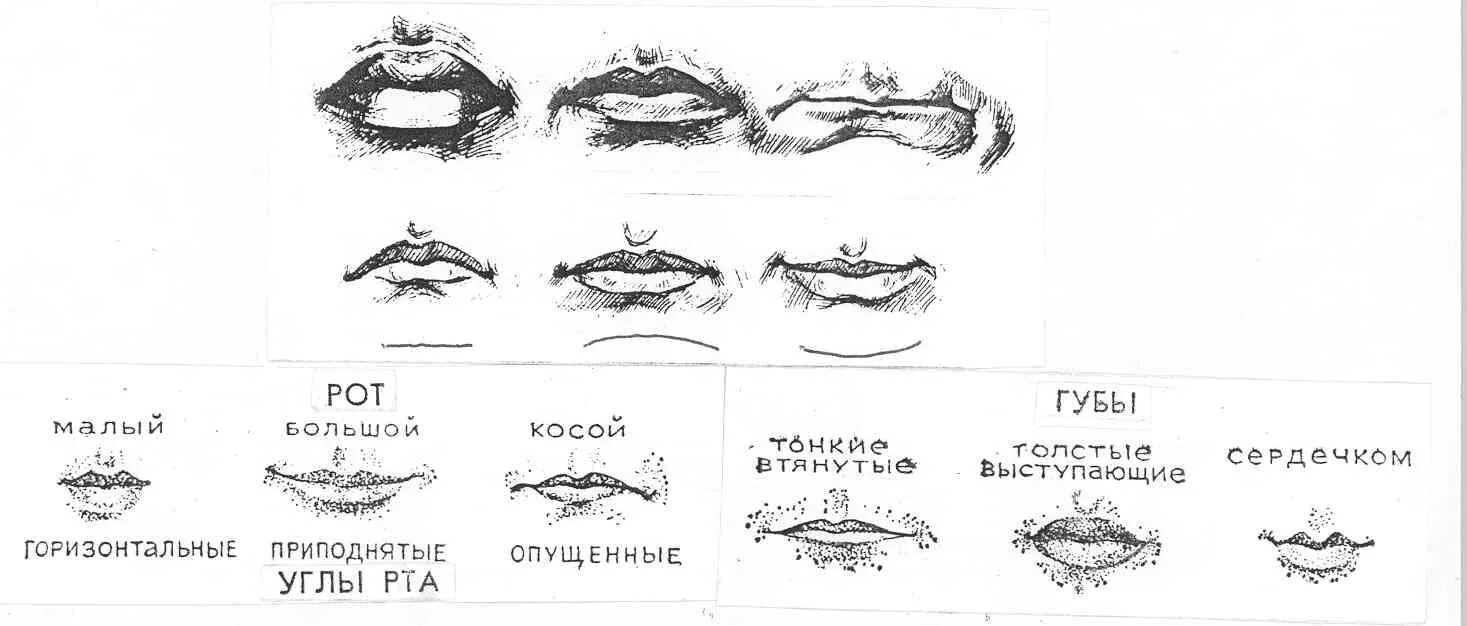 Губы мужчины характеристика. Форма губ криминалистика. Описание губ человека криминалистика. Толщина губ криминалистика. Разновидности губ.