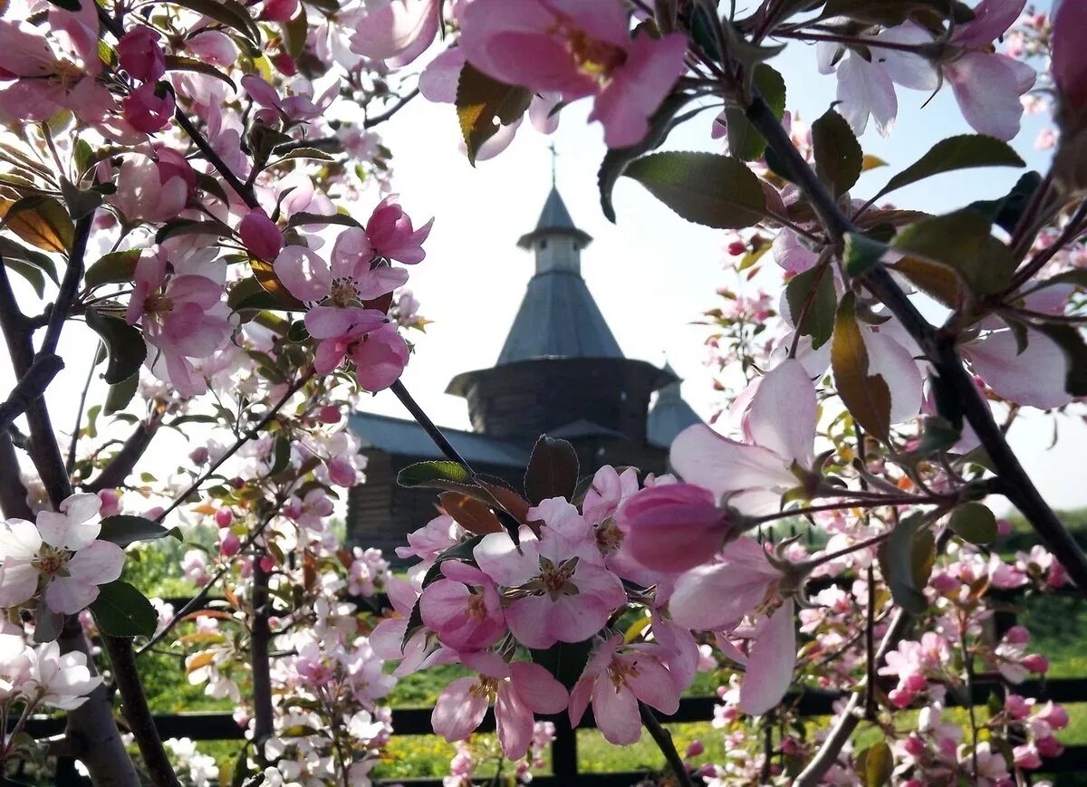 Когда цветут сады в москве. Новоспасский монастырь Магнолия. Парк Коломенское цветение. Коломенское цветение яблонь. Яблоня Питер цветет.