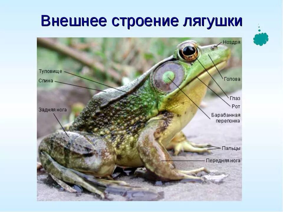 Класс земноводные строение лягушки. Земноводные строение 2 класс. Строение бесхвостых амфибий. Внешнее строение травяной лягушки. Внешнее строение бесхвостых земноводных.