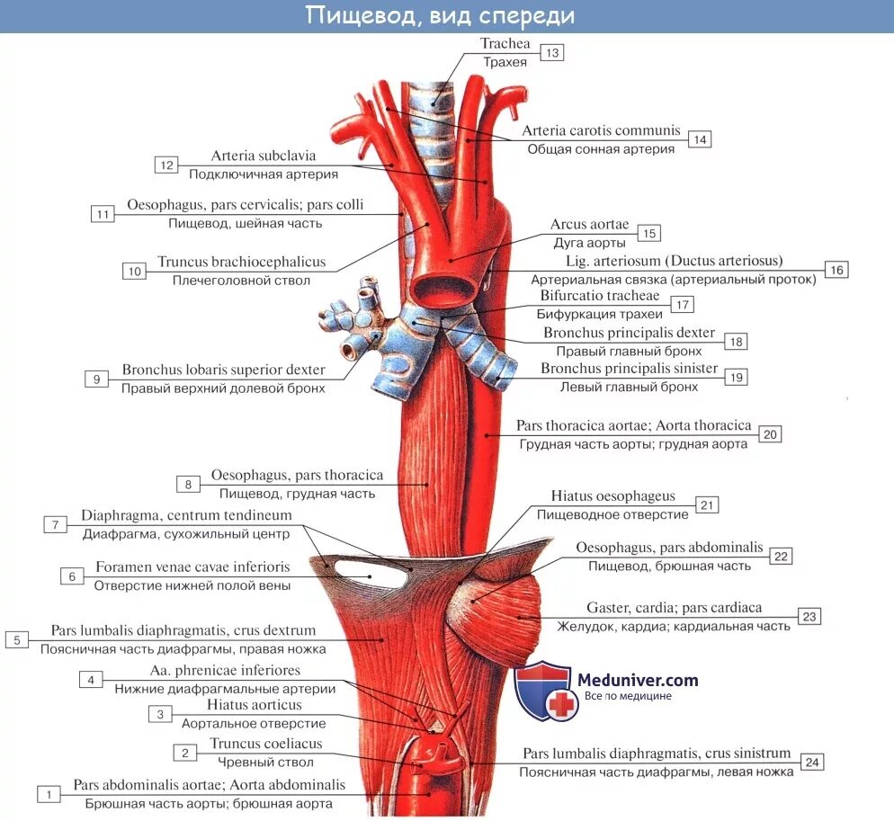 Верхний отдел пищевода. Анатомические сужения пищевода латынь. Топография пищевода кровоснабжение. Топография грудного отдела пищевода. Строение пищевода топография части сужения.