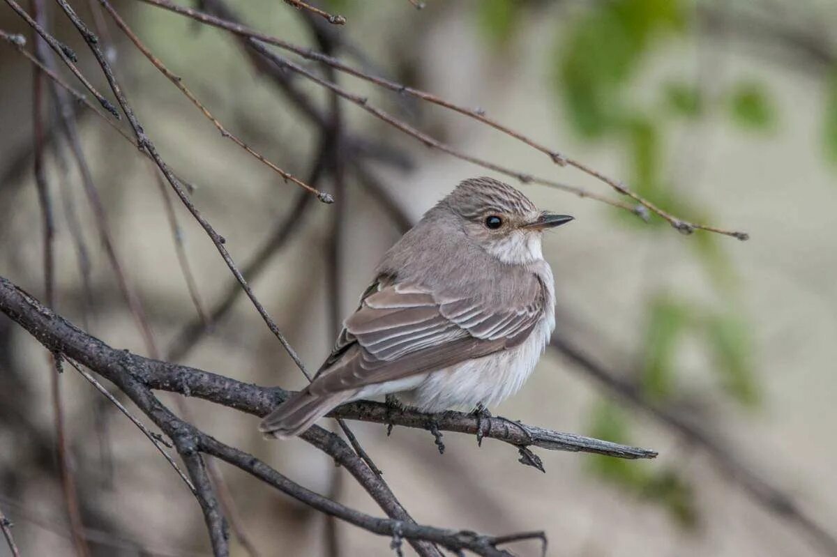 Серая мухоловка (Muscicapa striata). Лесная сорокопутовая мухоловка. Маленькая серенькая птичка Алтая. Мухоловка птица Алтай. Как переводится серая птица на